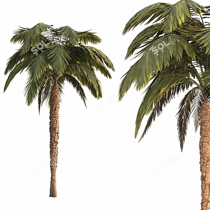 Tropical Palm Tree Collection 3D model image 2