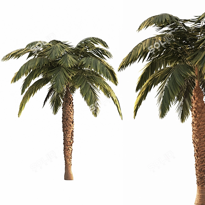 Tropical Palm Tree Collection 3D model image 3