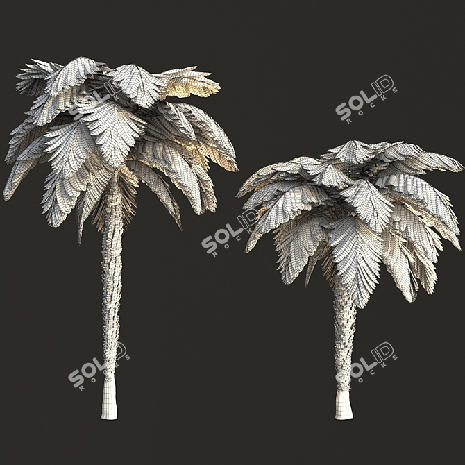 Tropical Palm Tree Collection 3D model image 4