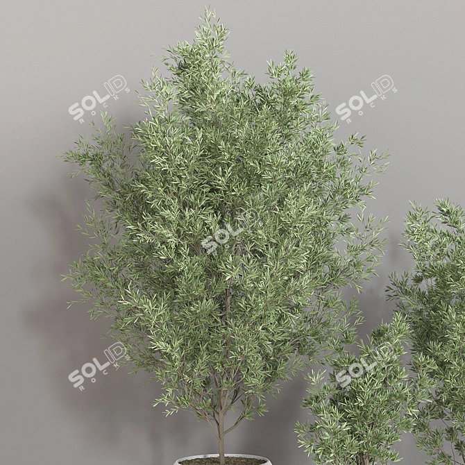 Modern Indoor Plant Set 3D model image 5