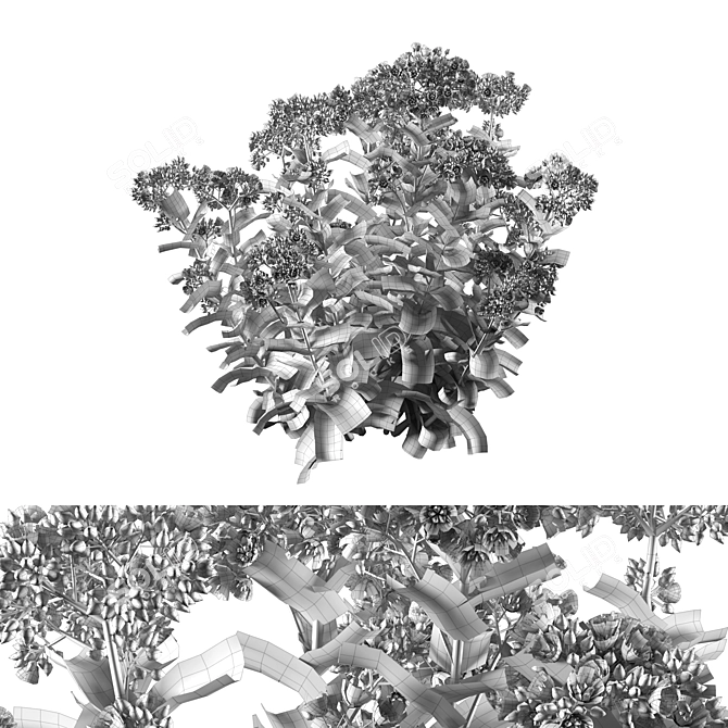 Sedum Lemonjade - Vibrant Succulent for Stylish Spaces 3D model image 5