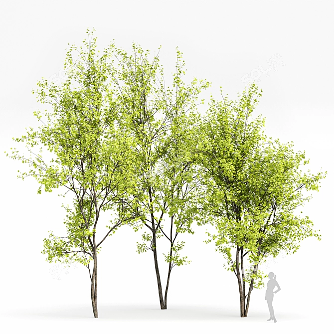 Real Tree Spring: High-Quality 3D Models 3D model image 1