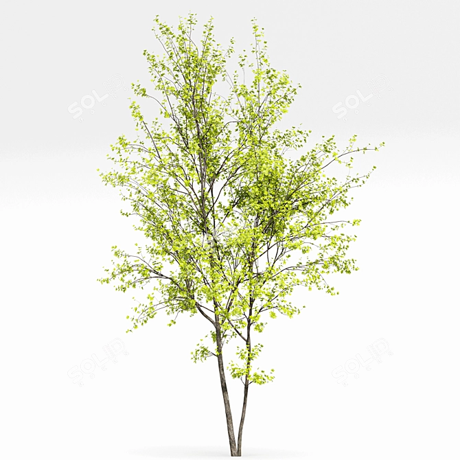 Real Tree Spring: High-Quality 3D Models 3D model image 4