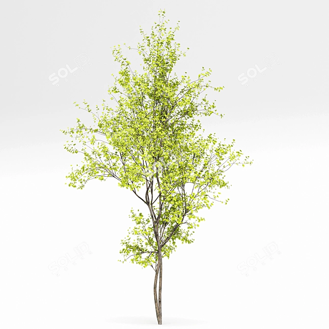 Real Tree Spring: High-Quality 3D Models 3D model image 5