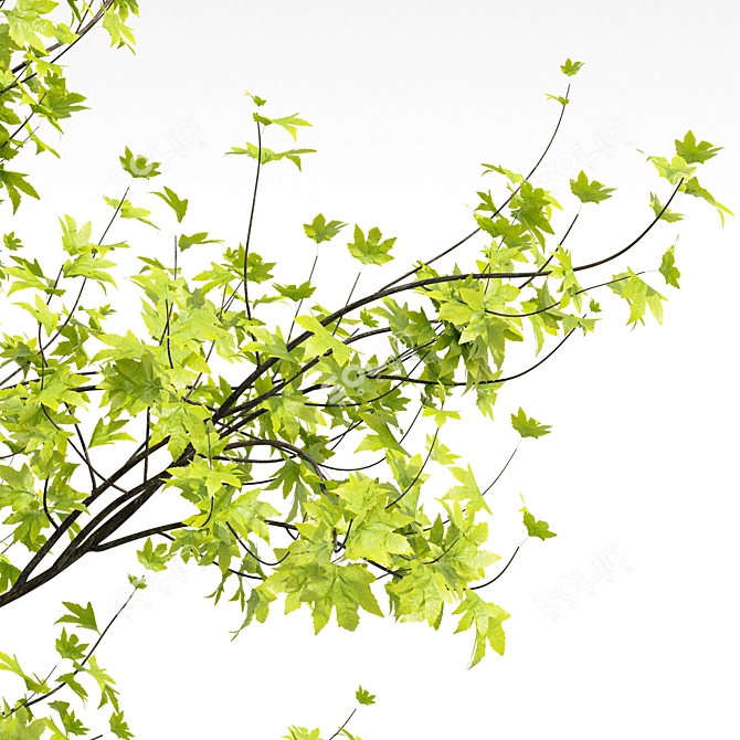 Real Tree Spring: High-Quality 3D Models 3D model image 6