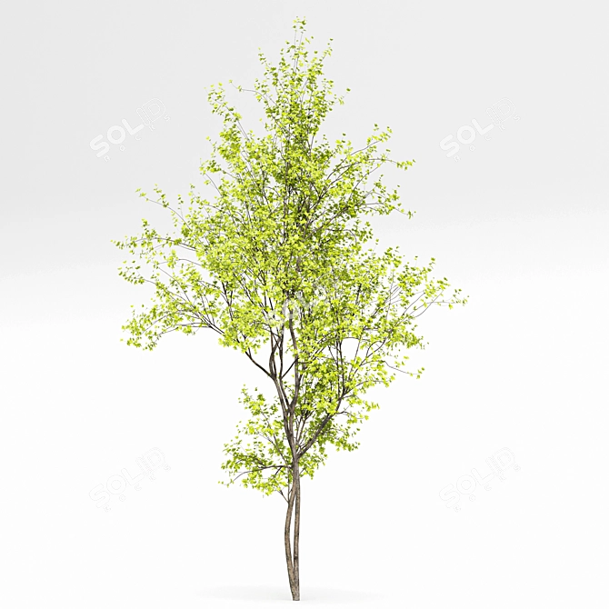 Real Tree Spring: High-Quality 3D Models 3D model image 12