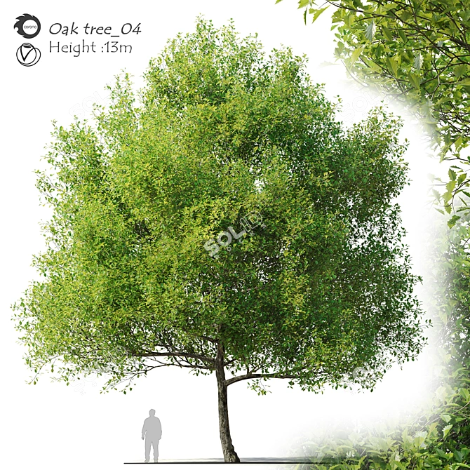  Majestic Oak Tree - 13m Height 3D model image 1
