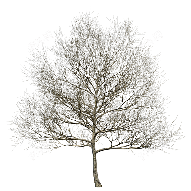  Majestic Oak Tree - 13m Height 3D model image 3