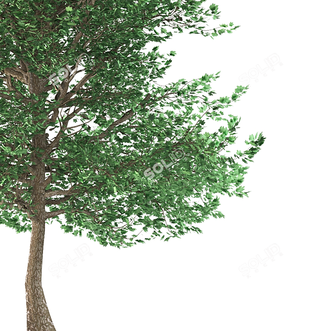 Traditional Maple Tree 3D model image 2