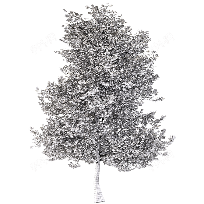 Traditional Maple Tree 3D model image 3