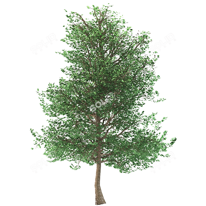 Traditional Maple Tree 3D model image 4