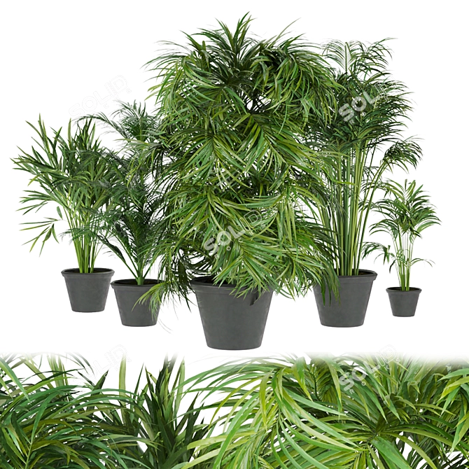Indoor Palm Collection Vol. 256 3D model image 1