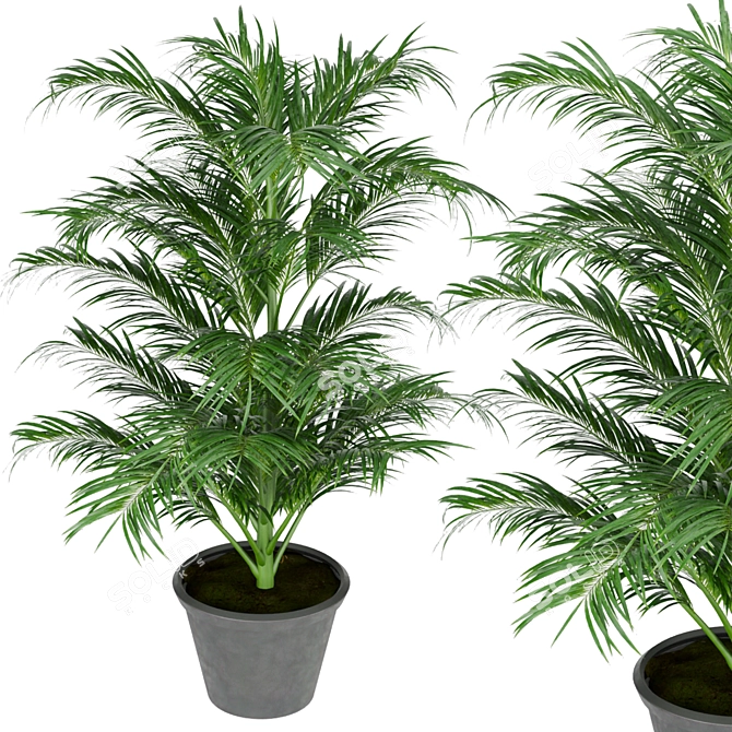 Indoor Palm Collection Vol. 256 3D model image 4