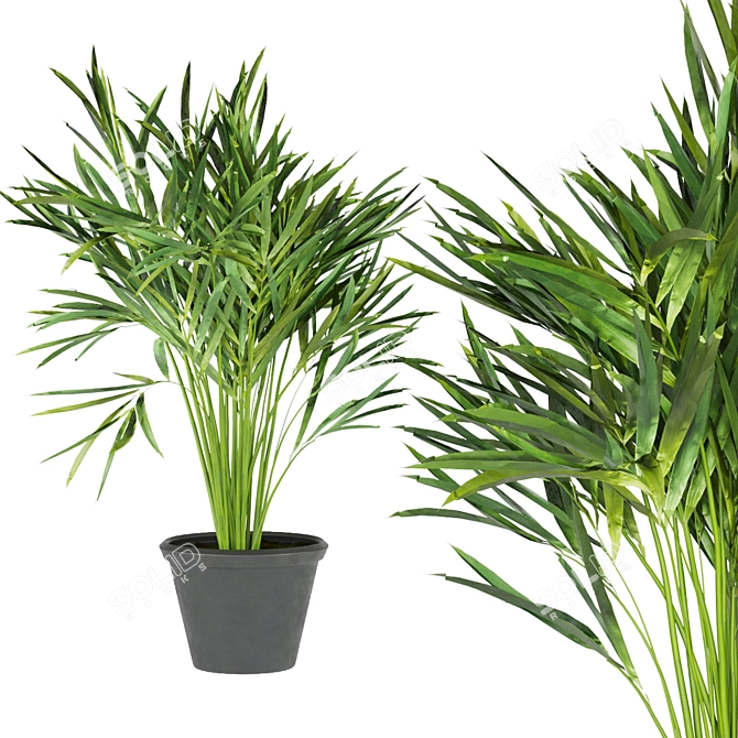 Indoor Palm Collection Vol. 256 3D model image 5
