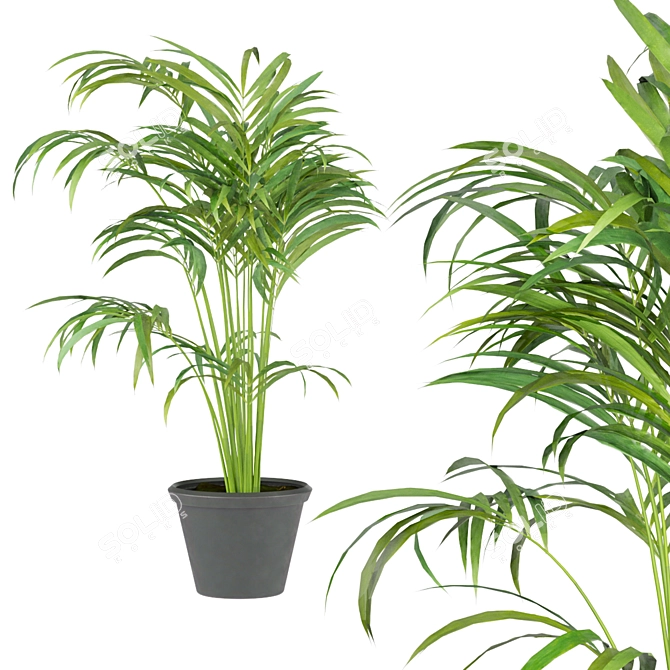 Indoor Palm Collection Vol. 256 3D model image 6