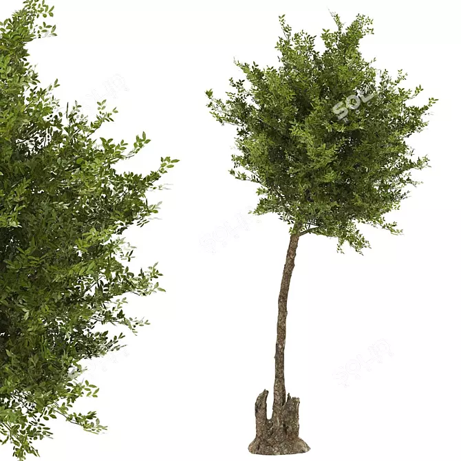 Premium Quality Tree: High-Quality & Optimal 3D model image 1