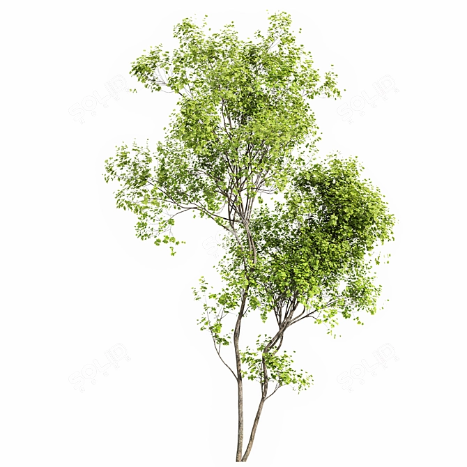 Real Tree Summer Accent 3D model image 5