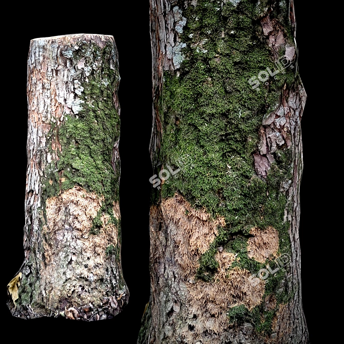 Photogrammetry Stump Game-Ready Model  Photorealistic 3D Stump for Video Games 3D model image 5