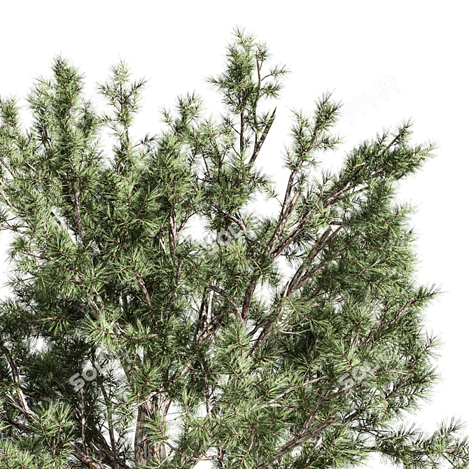 Italian Stone Pine Tree Duo - 12.9m & 13.1m 3D model image 2