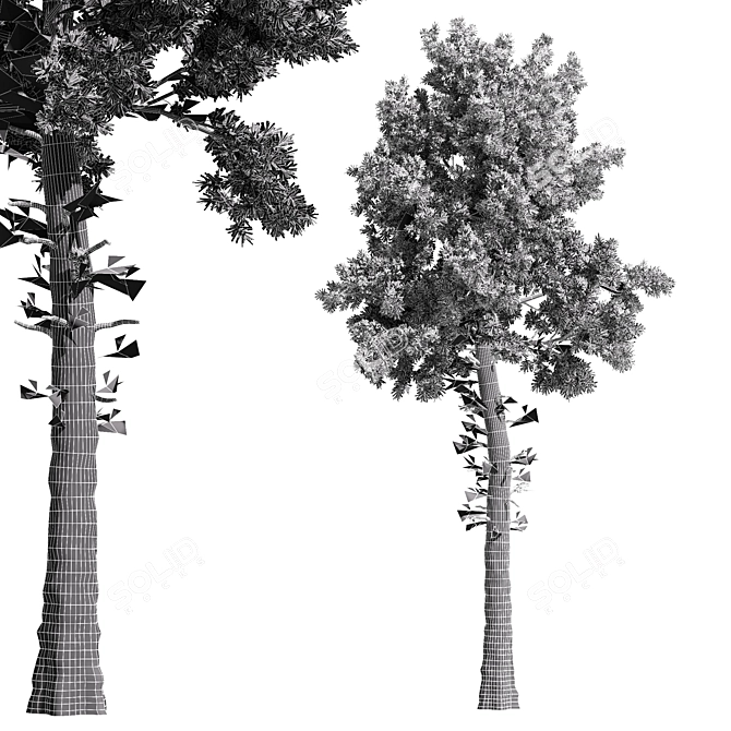 Italian Stone Pine Tree Duo - 12.9m & 13.1m 3D model image 3