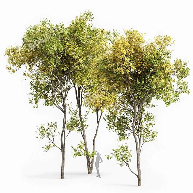 Real Tree Acer Saccharinum: Lifelike 3D Model 3D model image 1