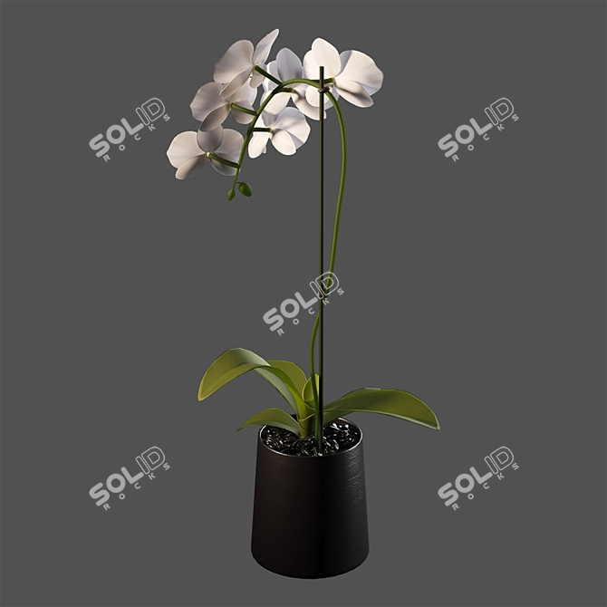Elegant White Orchid: Pot of Delicate Beauty 3D model image 3