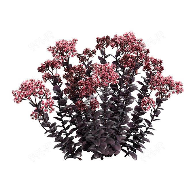 Exquisite Sedum Purple Emperor 3D model image 2