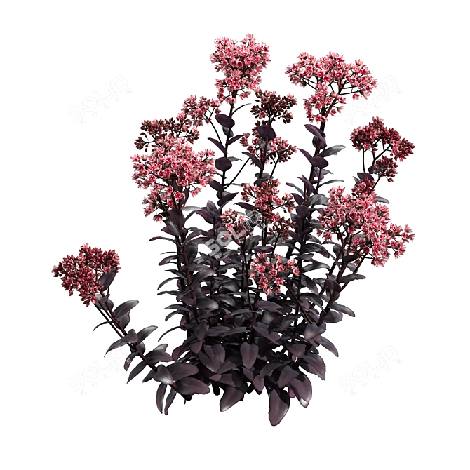 Exquisite Sedum Purple Emperor 3D model image 4