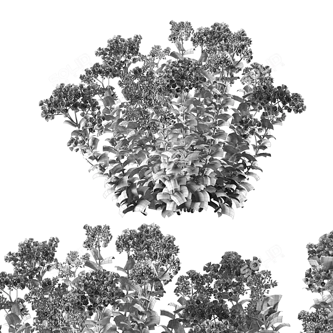 Exquisite Sedum Purple Emperor 3D model image 5