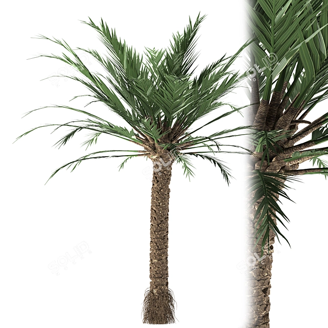 Tropical Paradise Palm Tree 3D model image 1