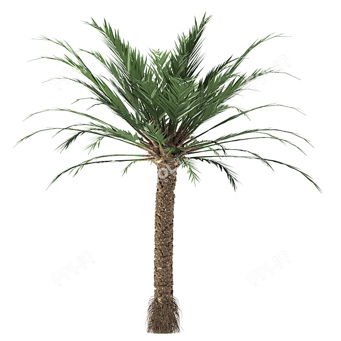 Tropical Paradise Palm Tree 3D model image 4