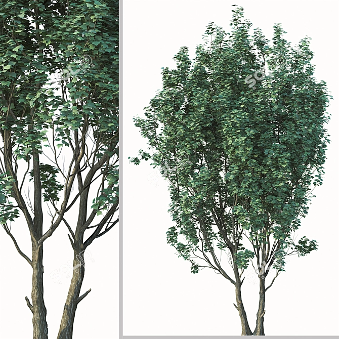2 Acer Campestre Trees | Field Maple Set 3D model image 2