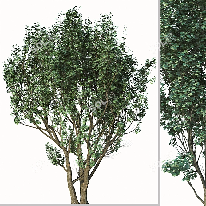 2 Acer Campestre Trees | Field Maple Set 3D model image 4