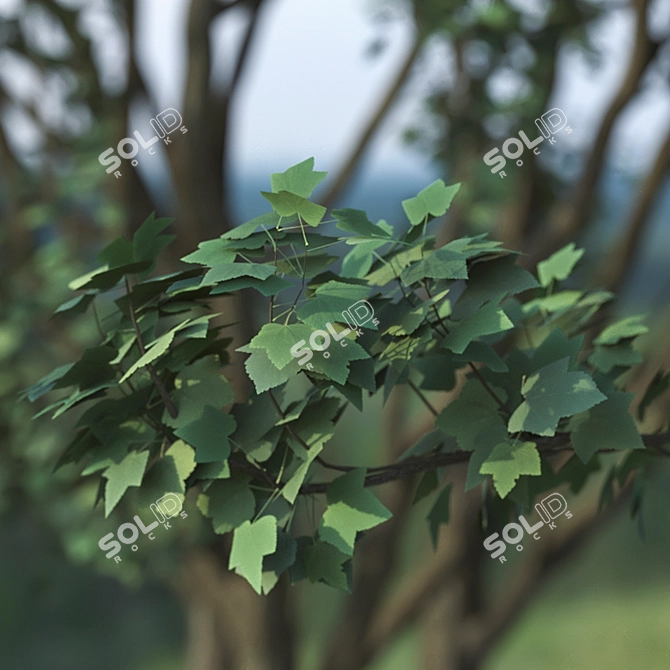 2 Acer Campestre Trees | Field Maple Set 3D model image 5