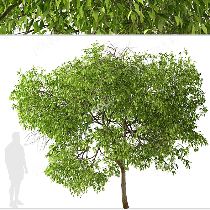Fragrant Magnolia Champaca Trees 3D model image 3