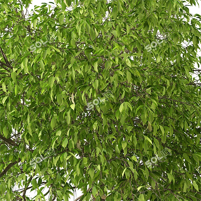 Fragrant Magnolia Champaca Trees 3D model image 5