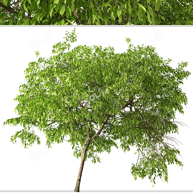 Fragrant Magnolia Champaca Trees 3D model image 6