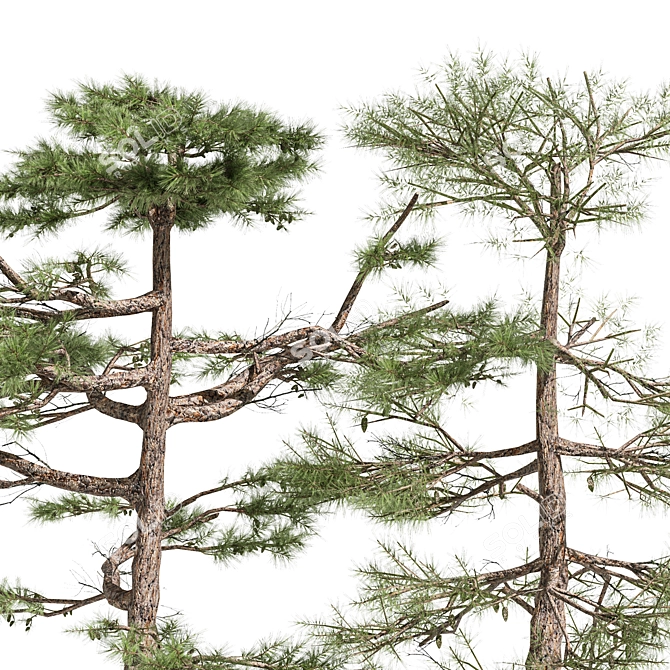 Three Huangshan Pine Trees 3D model image 2