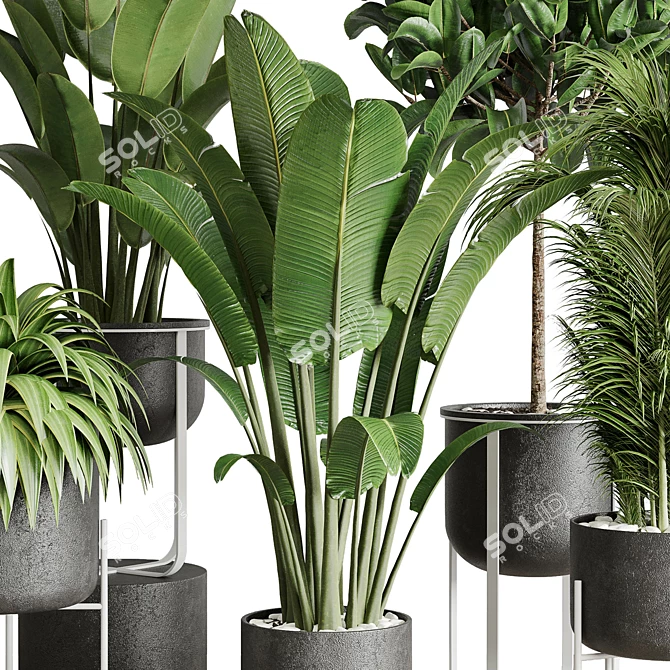 143 Indoor Plants Collection: Ravenala Ficus, Rubbery Palm Stand & Concrete Vase 3D model image 6
