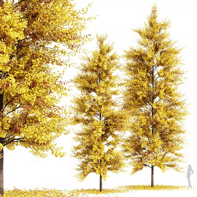 Real Tree Ginkgo Biloba, 3D Model 3D model image 1