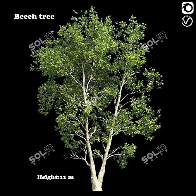 Tall Beech Tree: 11.57m Height 3D model image 1