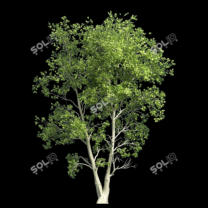 Tall Beech Tree: 11.57m Height 3D model image 2