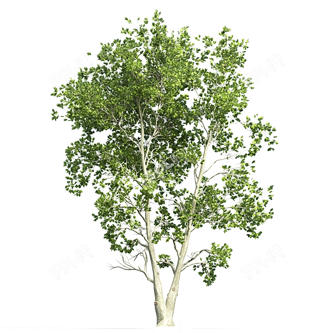 Tall Beech Tree: 11.57m Height 3D model image 4