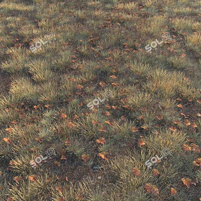 Autumn Grass Collection: 6 Types 3D model image 1