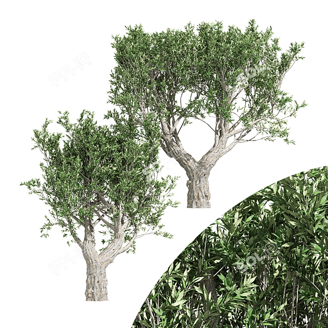 Elegant African Olive Trees 3D model image 1