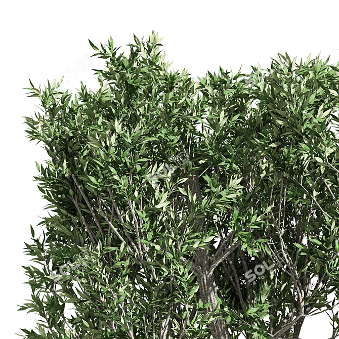 Elegant African Olive Trees 3D model image 2