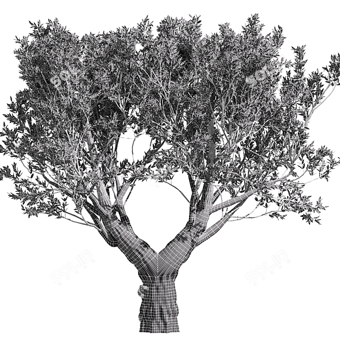 Elegant African Olive Trees 3D model image 3