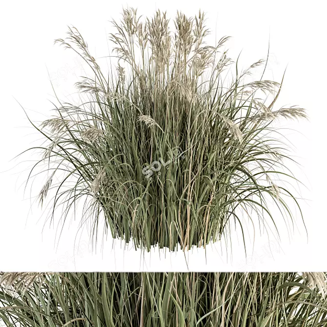 Pampas Bush Set - Perfect for Landscaping 3D model image 1