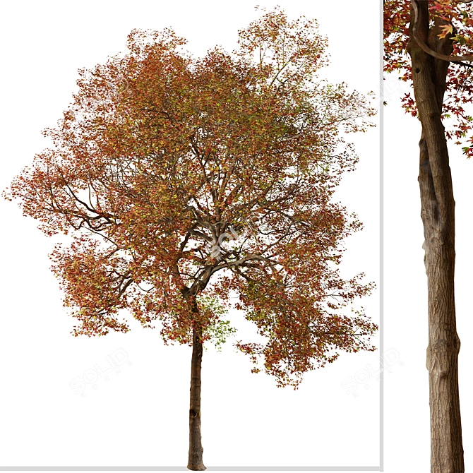 American Sweet Gum Tree Set (2 Trees) 3D model image 2