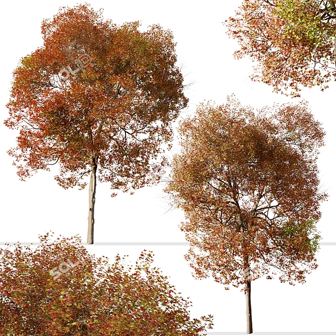 American Sweet Gum Tree Set (2 Trees) 3D model image 4